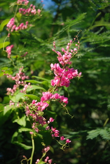 DSC_0506.JPG